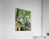 Are you for Real Monkey  Acrylic Print