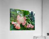 Pink Bell Flowers Acrylic Print