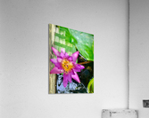 Purple Flower Acrylic Print