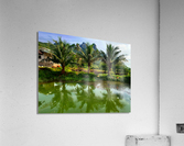 Palm Tree Trio Reflections Acrylic Print