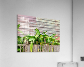 Plants Growing on the Side of the House Acrylic Print