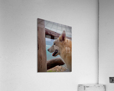 Beatiful White Dog Looking at the Sea Acrylic Print