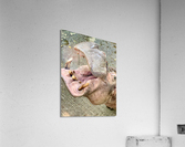 Hippos Teeth Acrylic Print