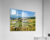 Colorful Rice Fields Acrylic Print