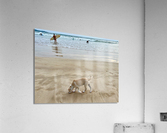 Puppy Walking on the Beach Acrylic Print