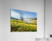 Amazing Rice Fields Acrylic Print