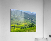 Rice Fields in Sapa 1 Acrylic Print