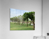Tree in Line Acrylic Print