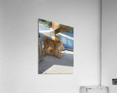 Kitties with a View Impression acrylique