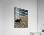 Black Swan by the Lake Acrylic Print