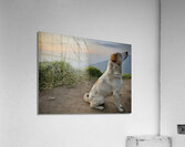 Ella Mountain Dog Acrylic Print