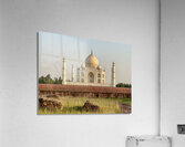 The Taj Mahal Collection 8 Acrylic Print