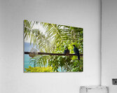 Bird Couple Koh Tao Thailand Acrylic Print