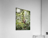 Kabili Sepilok Forest Reserve Orangutans 1 Acrylic Print