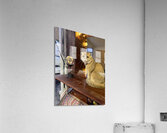 Cuty Cat Jeju South Korea Acrylic Print