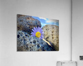Flower on the Rocks Udo South Korea Acrylic Print