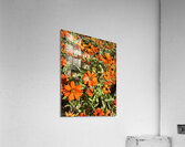 Orange Flowers Seoul South Korea Acrylic Print