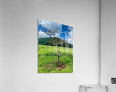 The Tree Jeju South Korea Acrylic Print