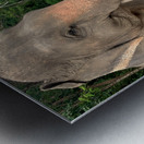 Elephant Trunk Sideways Metal print