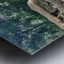 Temple Tree Metal print