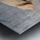 Cutest Puppy Ever Posing Metal print