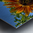 Sunflower View Metal print