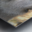 Kangaroo Close Up Metal print