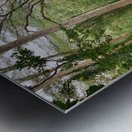 The Canopy Metal print