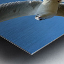 Seagull Look Metal print