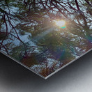 Sun Through the Tree Metal print