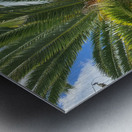 Baby Palm Tree Metal print