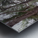 Trees of Mystery Metal print