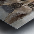 Cute Kitty 3 Metal print