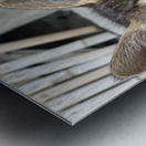 Cute kitty 2 Metal print