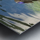 Duck Ready to Fly Metal print