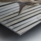 Cute Kitty Metal print