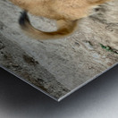 Cute Puppy Metal print