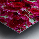 Many Roses Metal print
