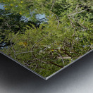 Elephant in the Wild Metal print