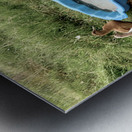 Ducks Plastic Pool Metal print