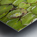 Water Lilies Metal print