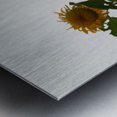 Mysterious Sunflower Metal print