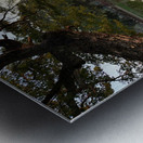 Perfect Tree Reflection During Sunset Metal print