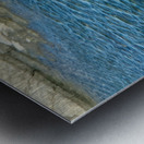 Seal Looking Back at You Metal print