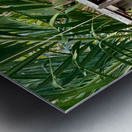 Full House Kitty Cat Metal print