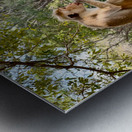 Monkey on a Branch Metal print