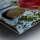 The Monkey and the Monk Metal print