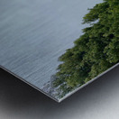 Foggy Forest Metal print