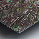 The Peacock Metal print