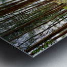 Through the Trees 2 Metal print